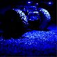 KC HiLiTES Fog Light Lens 