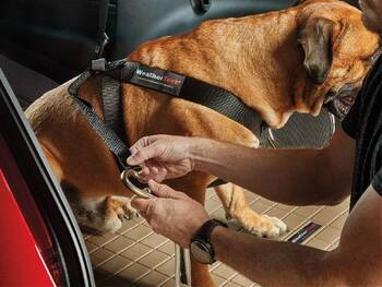 Pet Restraint